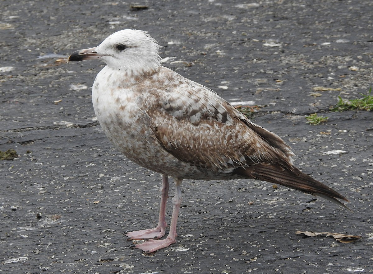 Herring Gull (American) - ML619233846