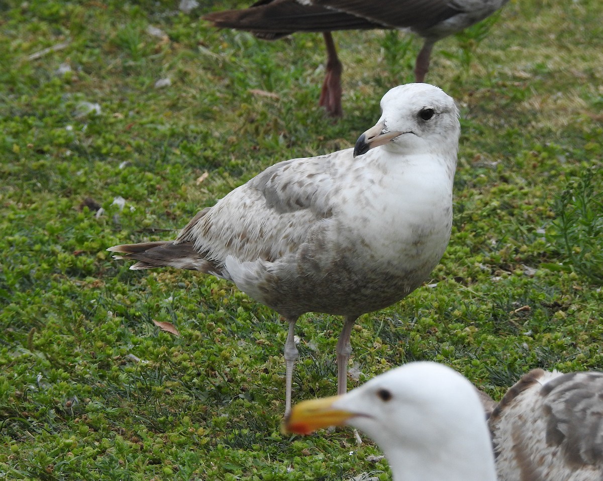 Gaviota Californiana - ML619233859