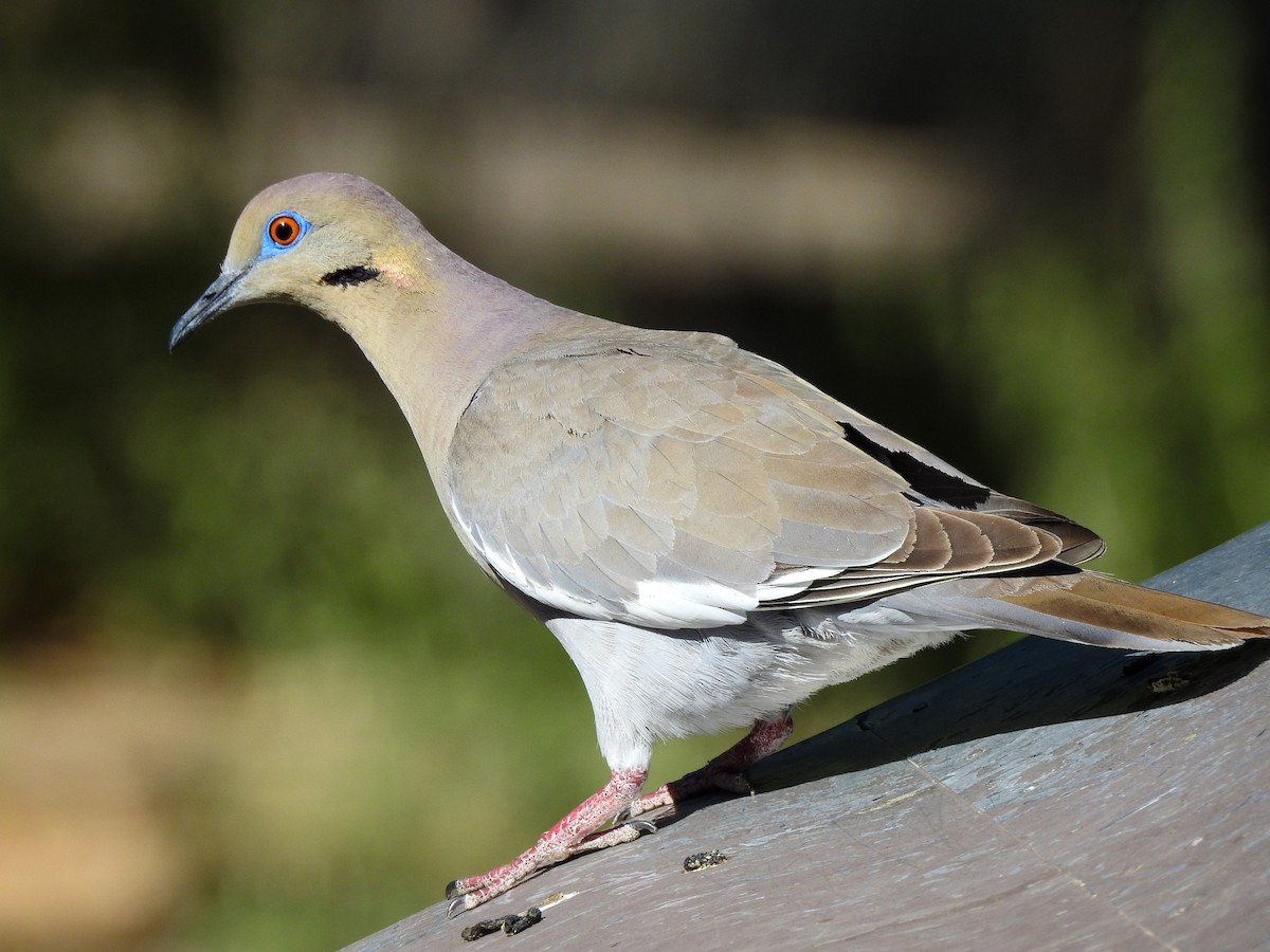 White-winged Dove - Reanna Thomas