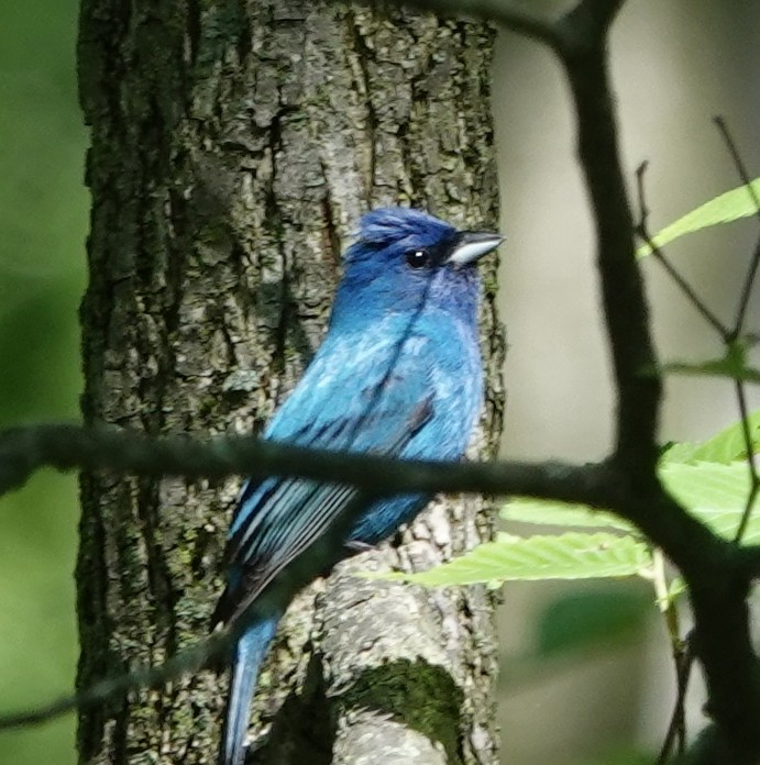 Indigo Bunting - Jeff Hollobaugh