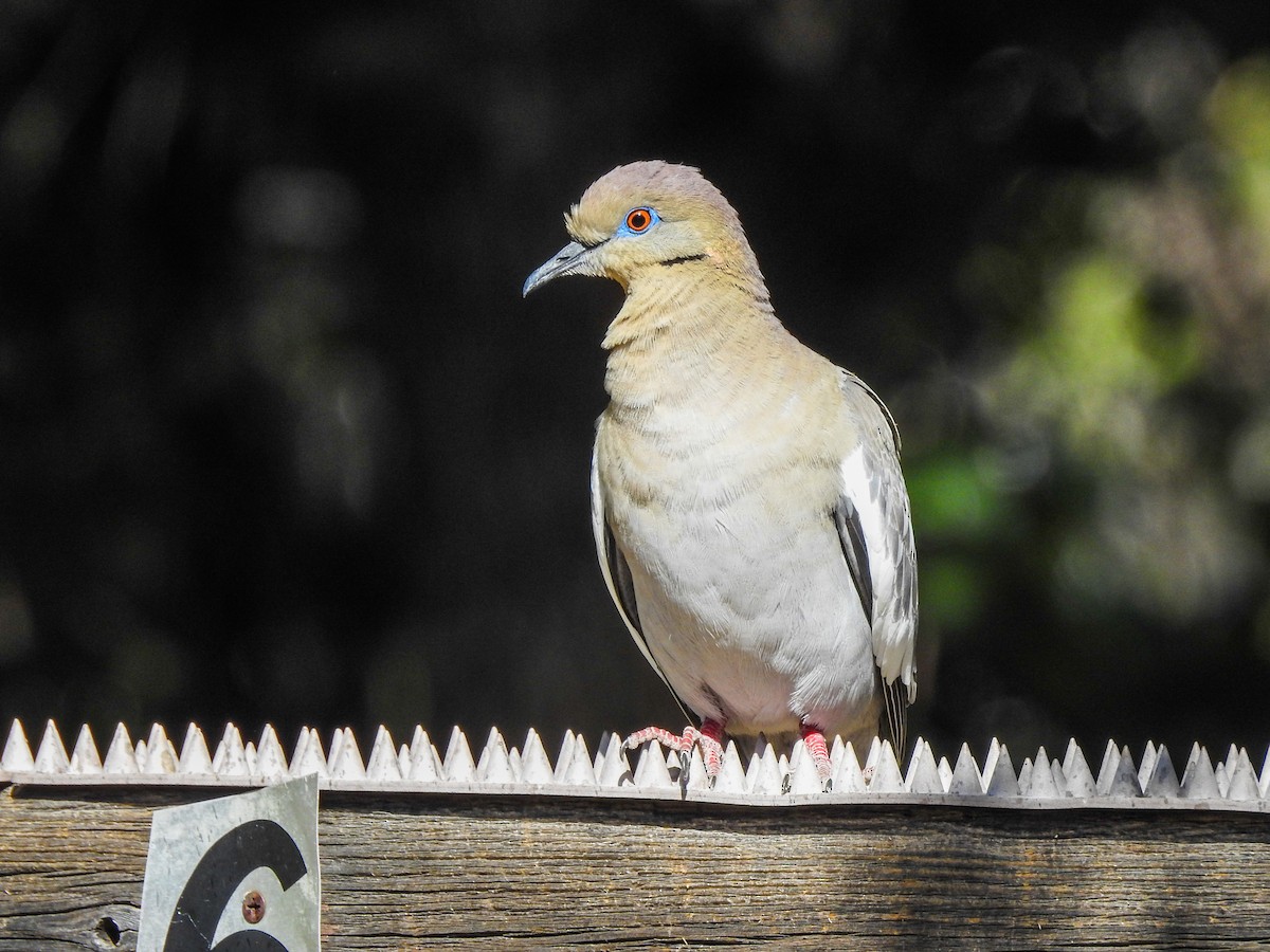 White-winged Dove - Reanna Thomas