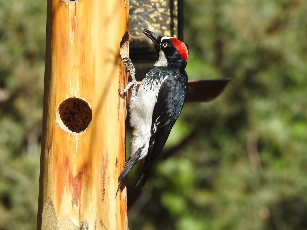Acorn Woodpecker - Reanna Thomas