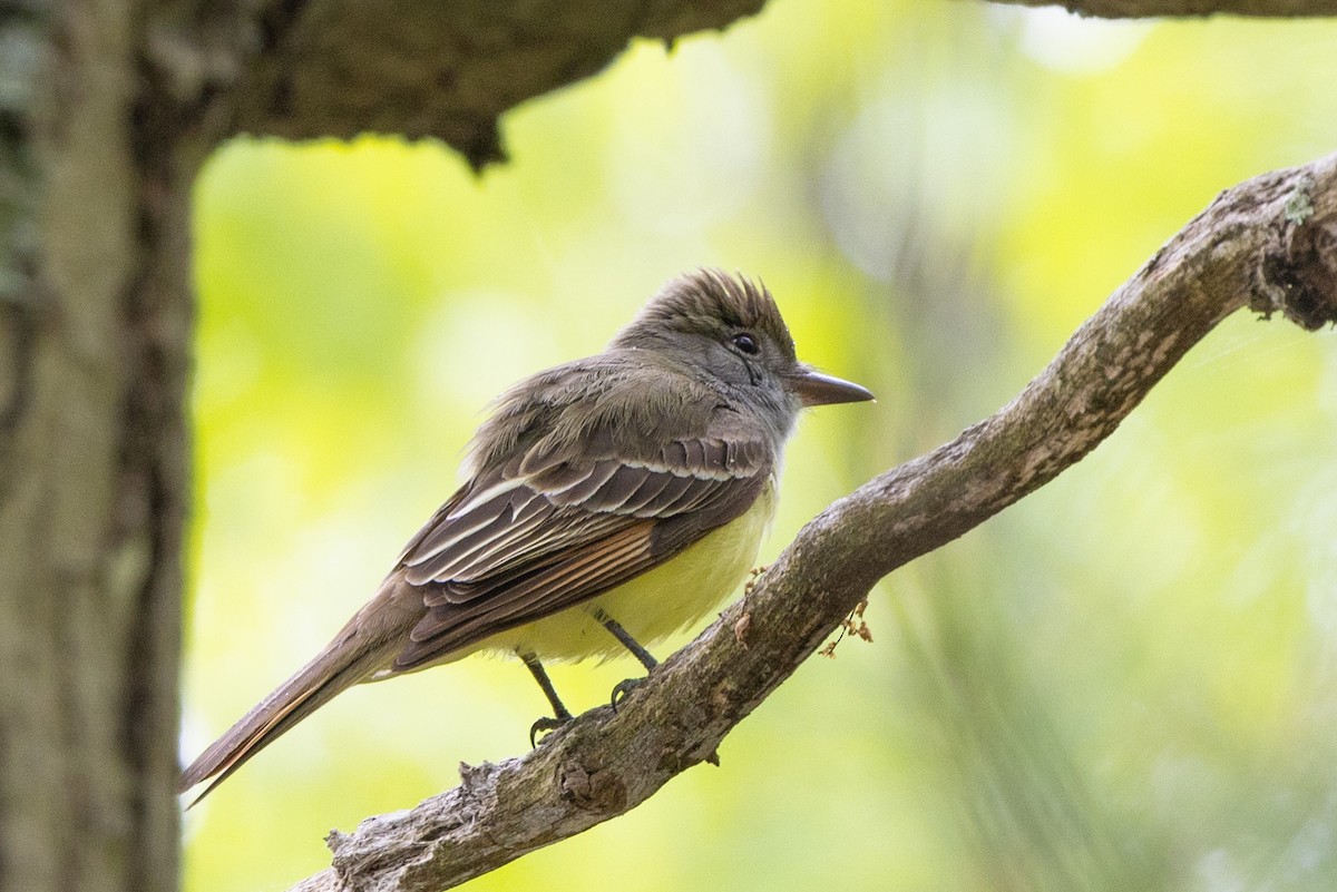 Great Crested Flycatcher - ML619233879