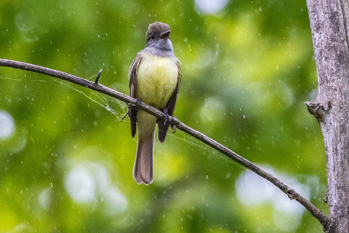 Great Crested Flycatcher - ML619233880