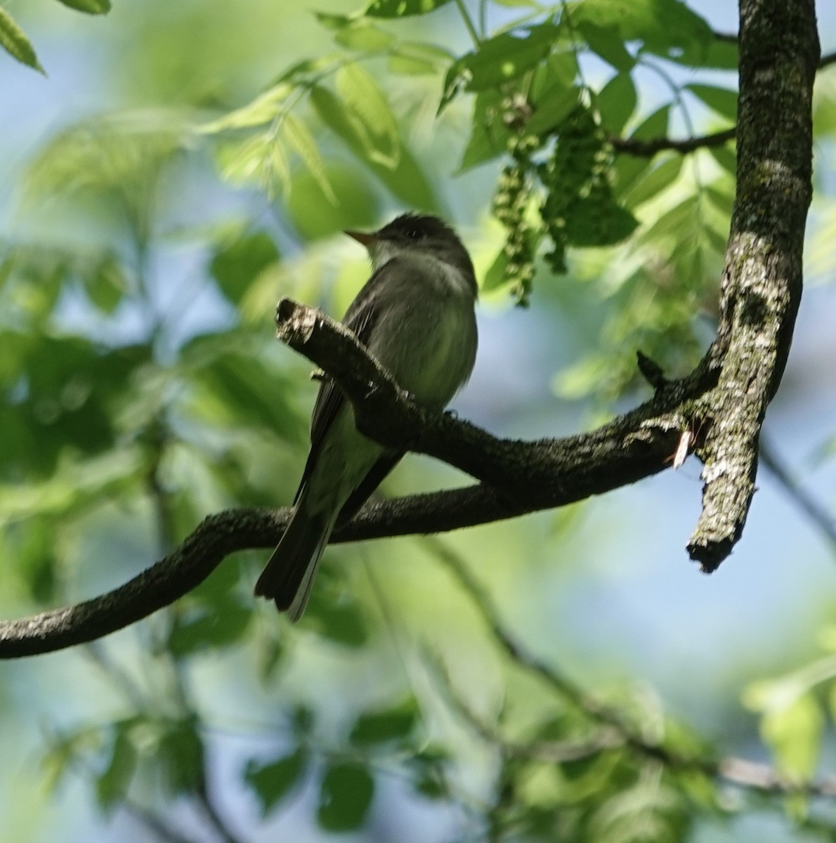 Eastern Wood-Pewee - Jeff Hollobaugh