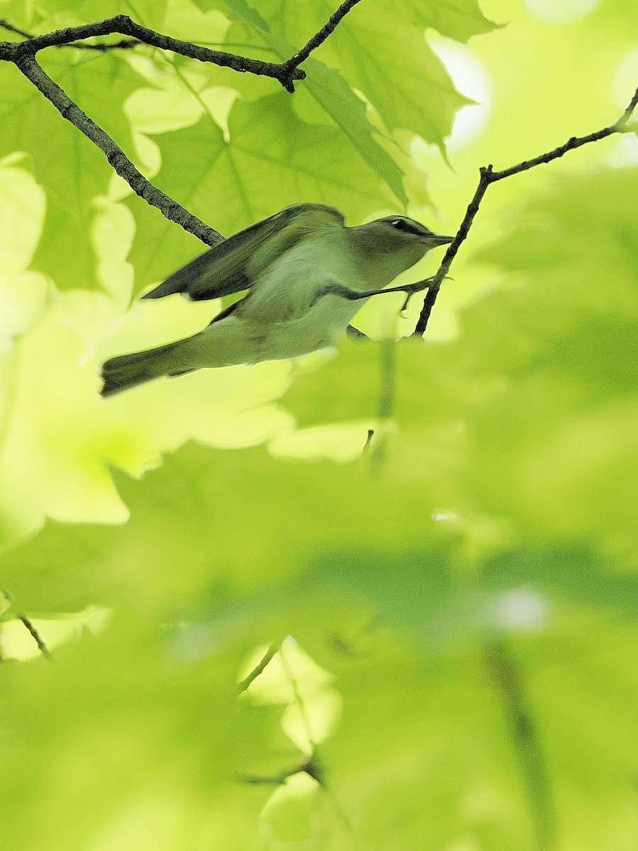 Red-eyed Vireo - Denis Allard