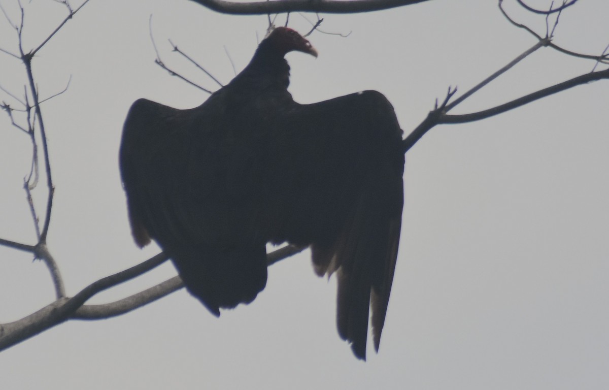 Turkey Vulture - Rodolfo Dodero