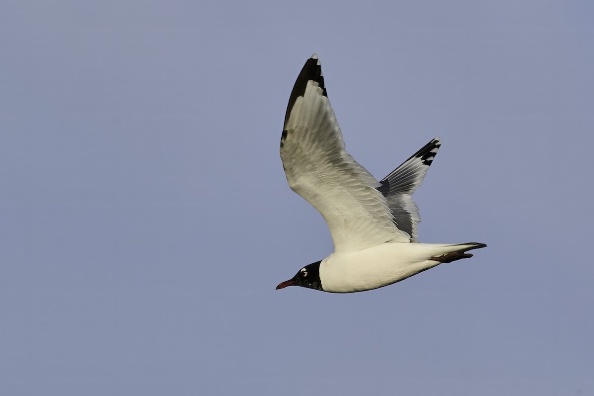 Franklin's Gull - Cindy Marple