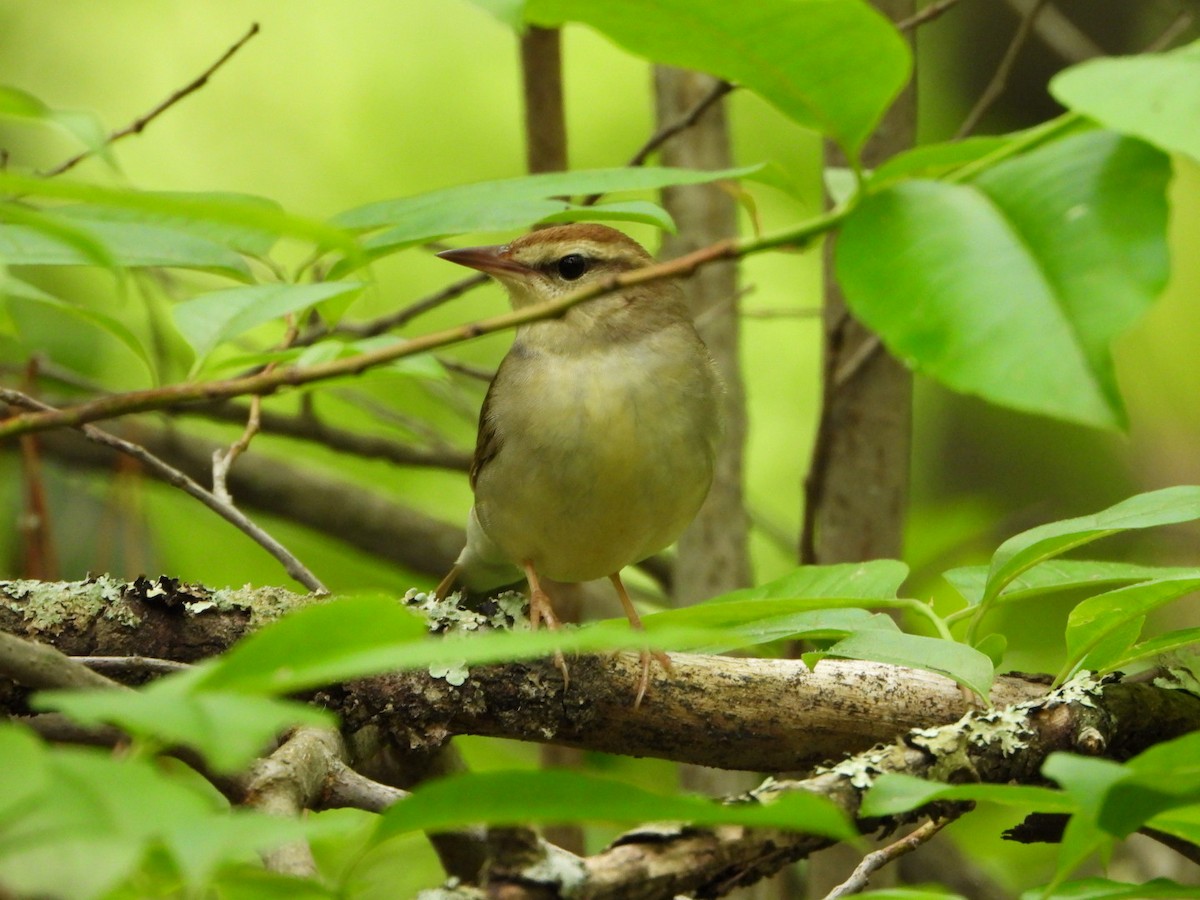 Swainson's Warbler - Jeremiah Nichols