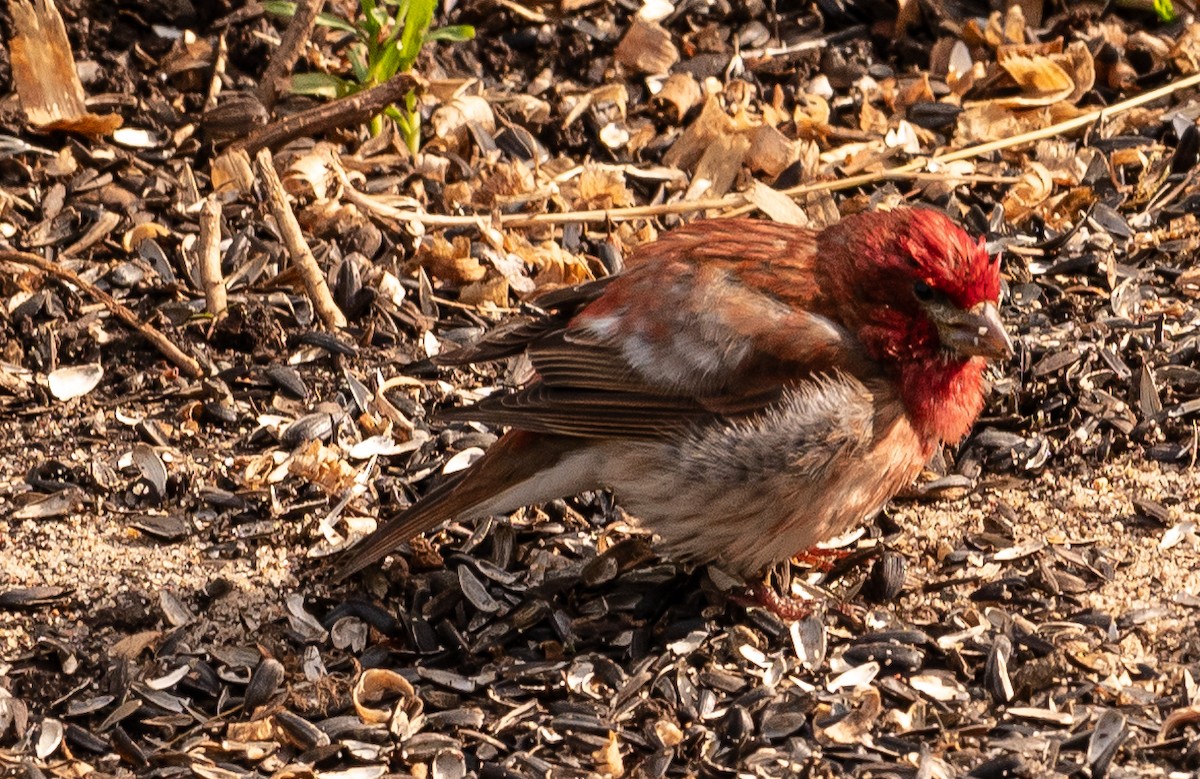 Purple Finch - S Meinke