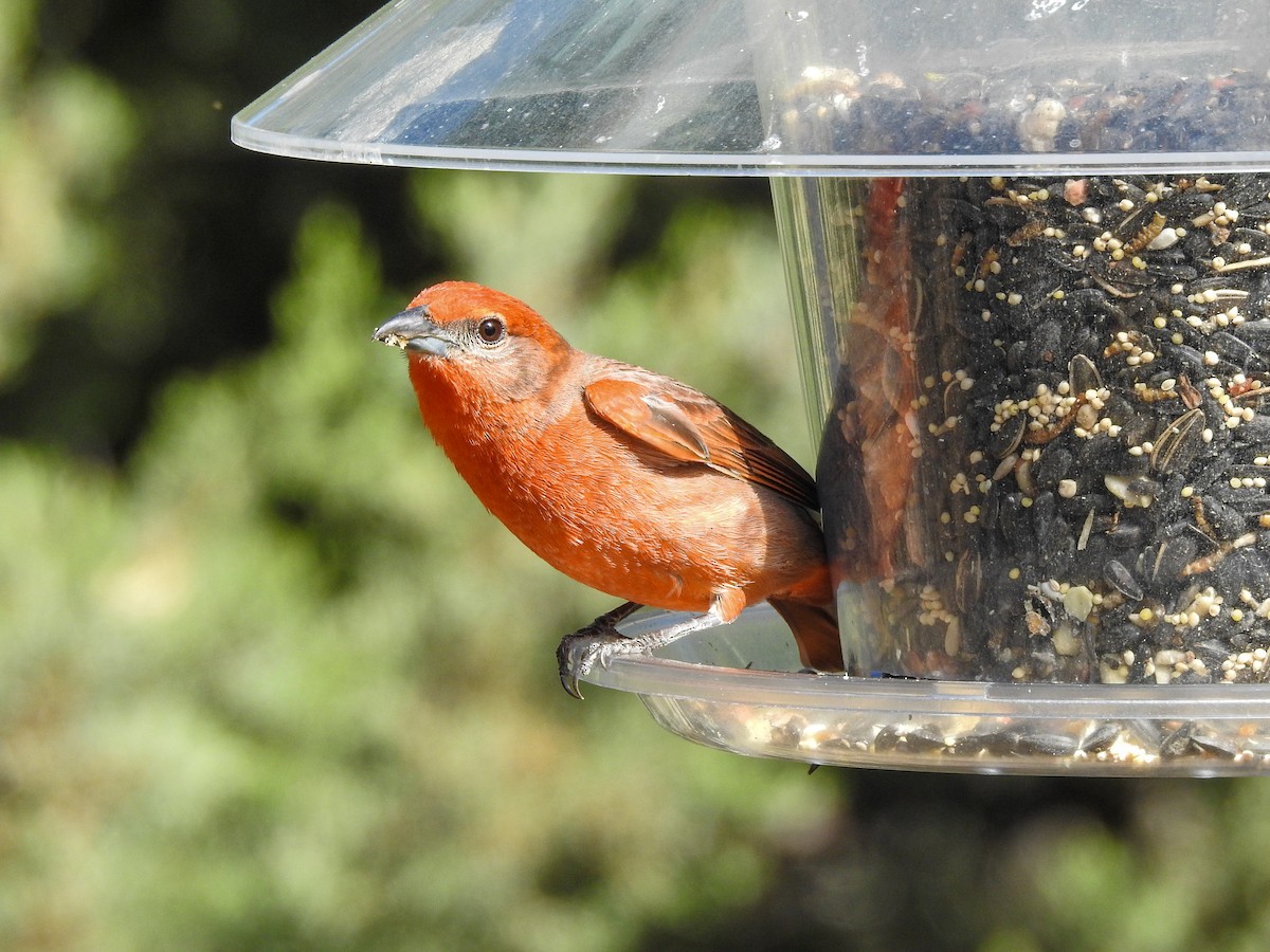 Hepatic Tanager - Reanna Thomas
