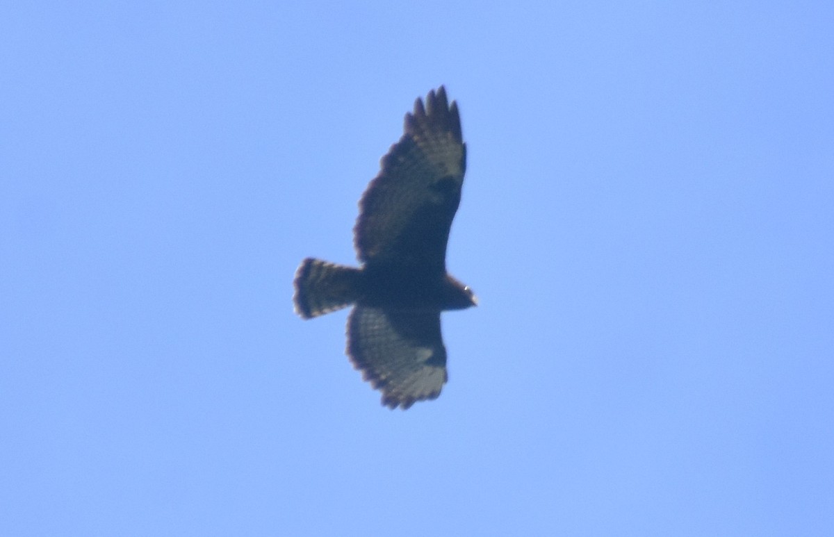 Short-tailed Hawk - Rodolfo Dodero
