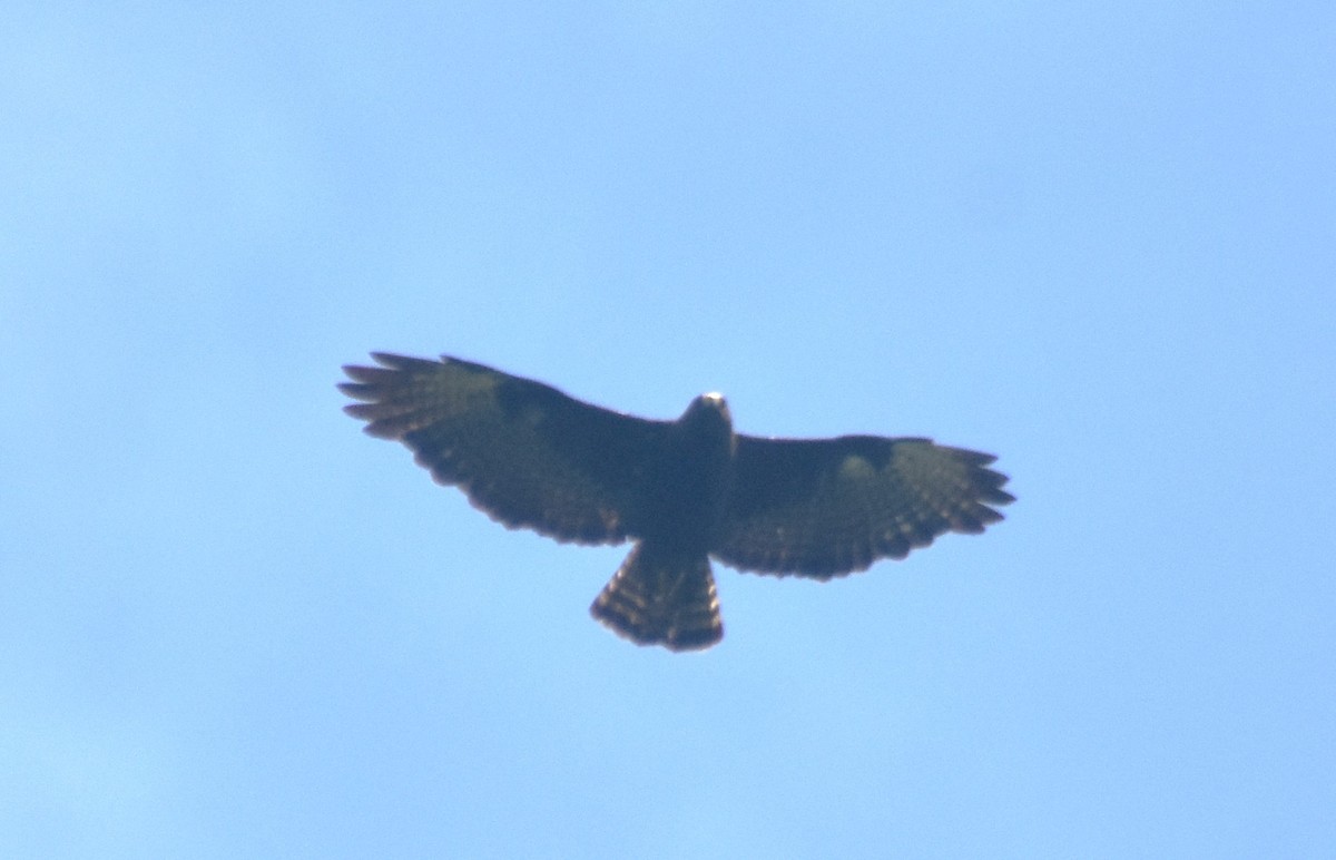 Short-tailed Hawk - Rodolfo Dodero