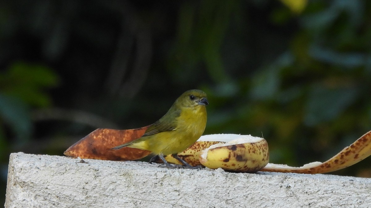 Thick-billed Euphonia - Karen Evans