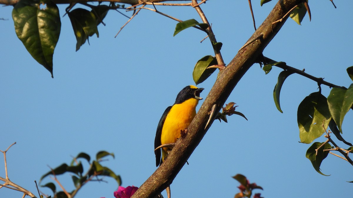 Thick-billed Euphonia - Karen Evans