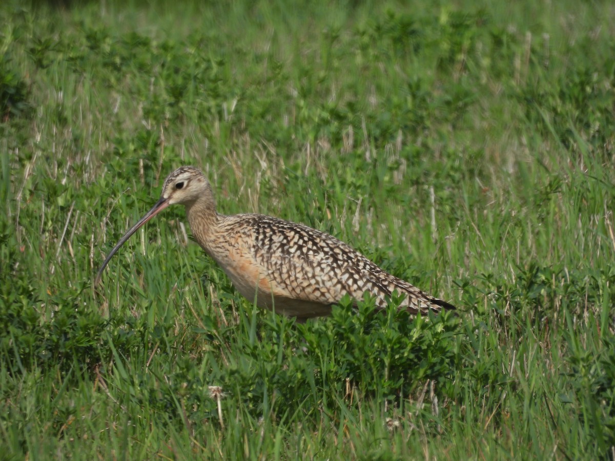 Long-billed Curlew - ML619233956