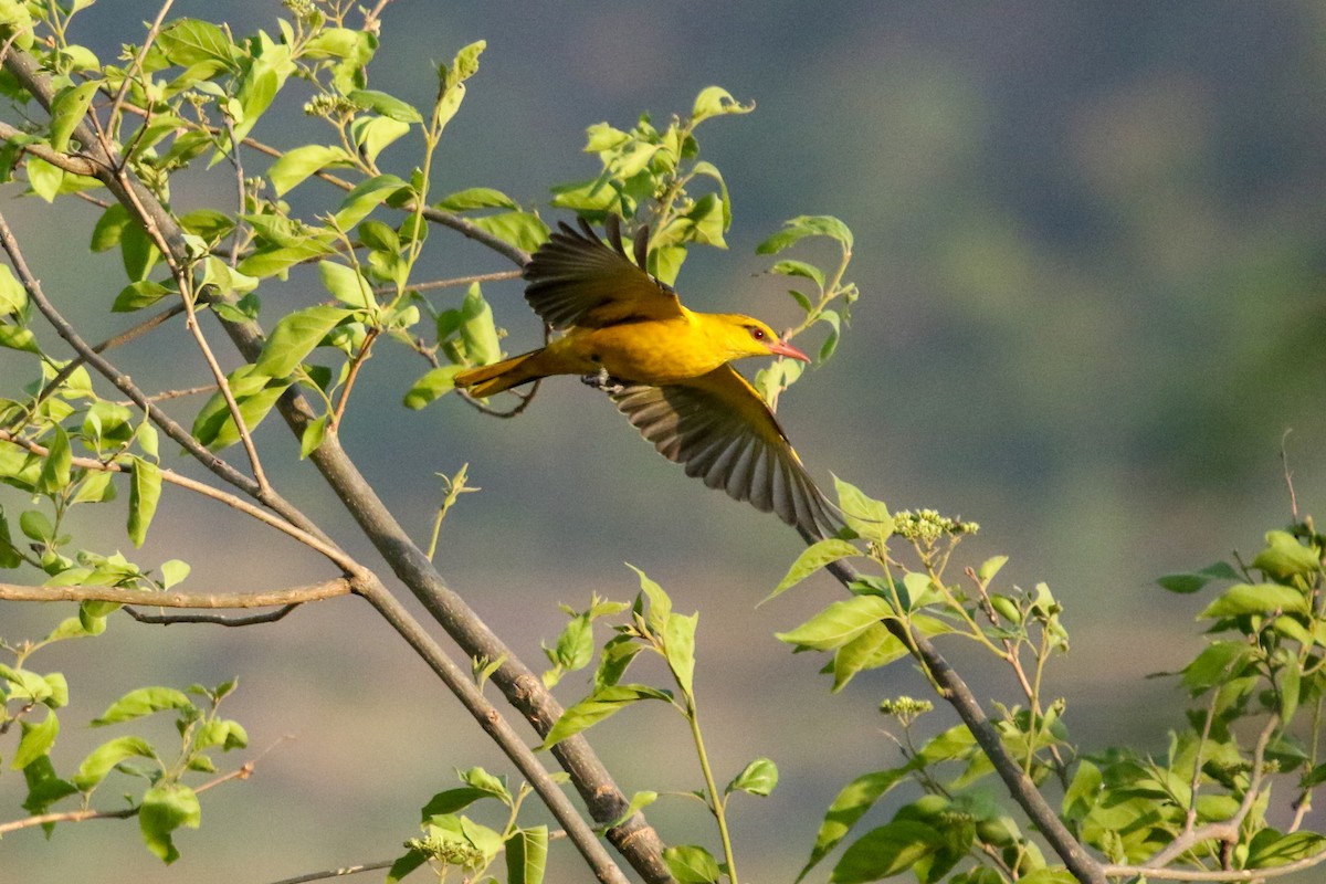 Indian Golden Oriole - LALIT MOHAN BANSAL