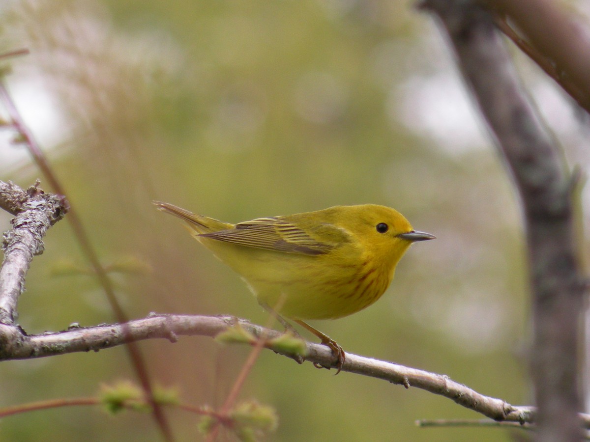 Yellow Warbler - justin  burke