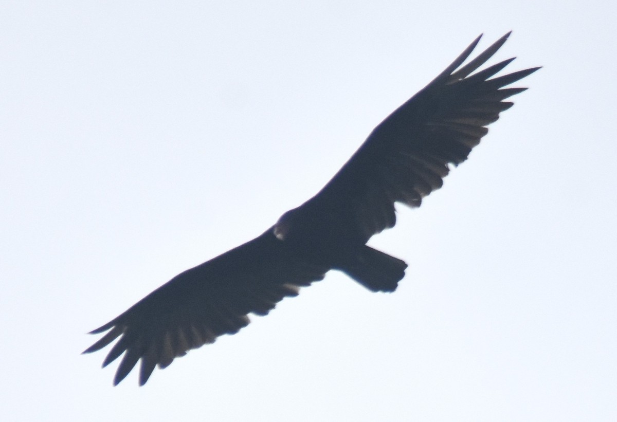 Zone-tailed Hawk - Rodolfo Dodero