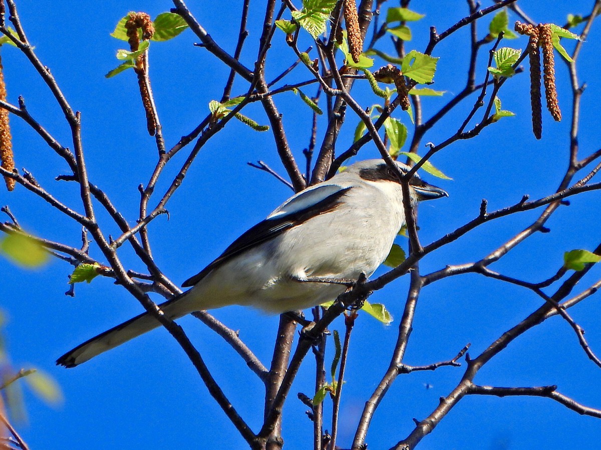 Loggerhead Shrike - ML619233969