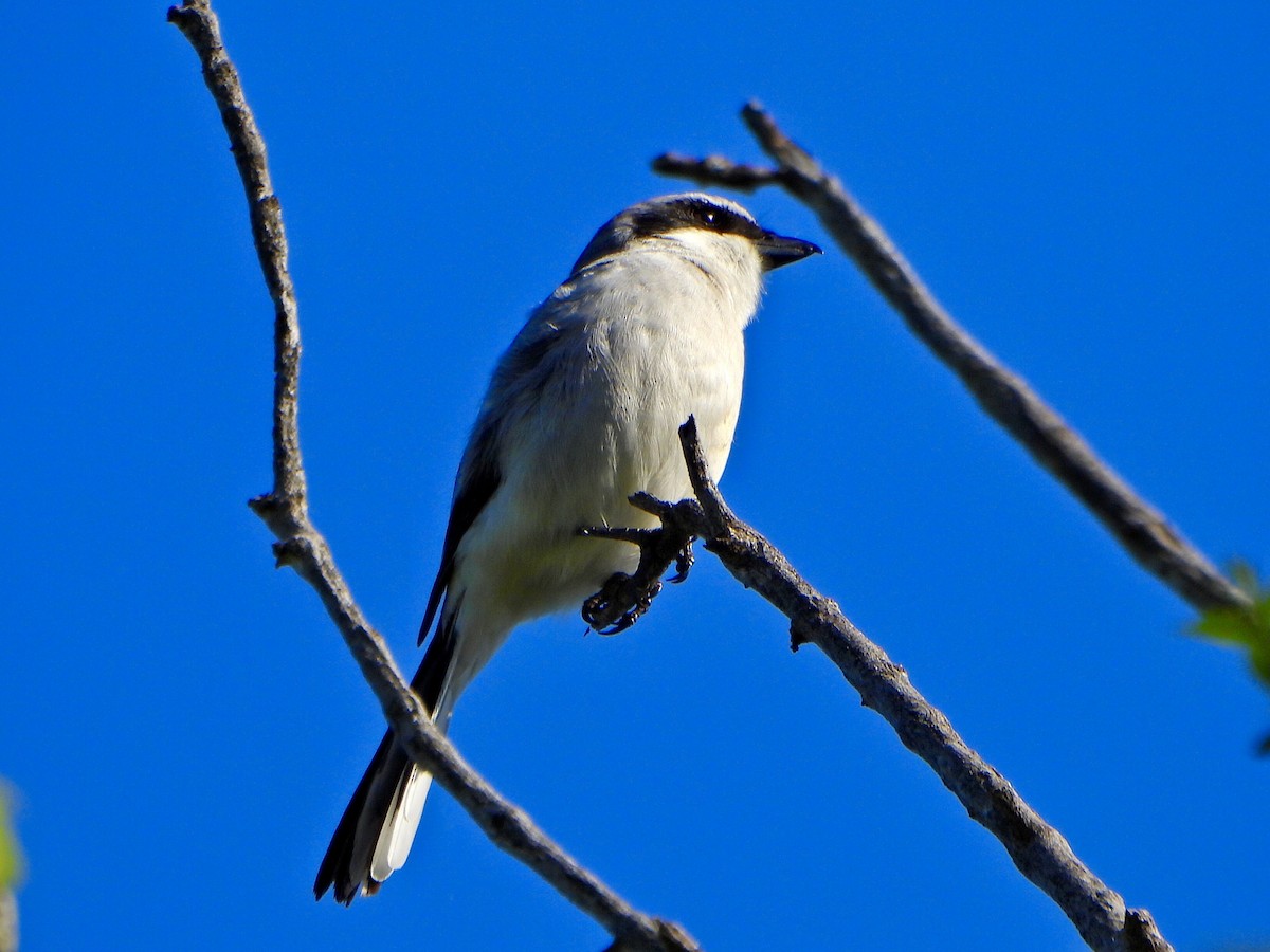 Loggerhead Shrike - Jane Cullen