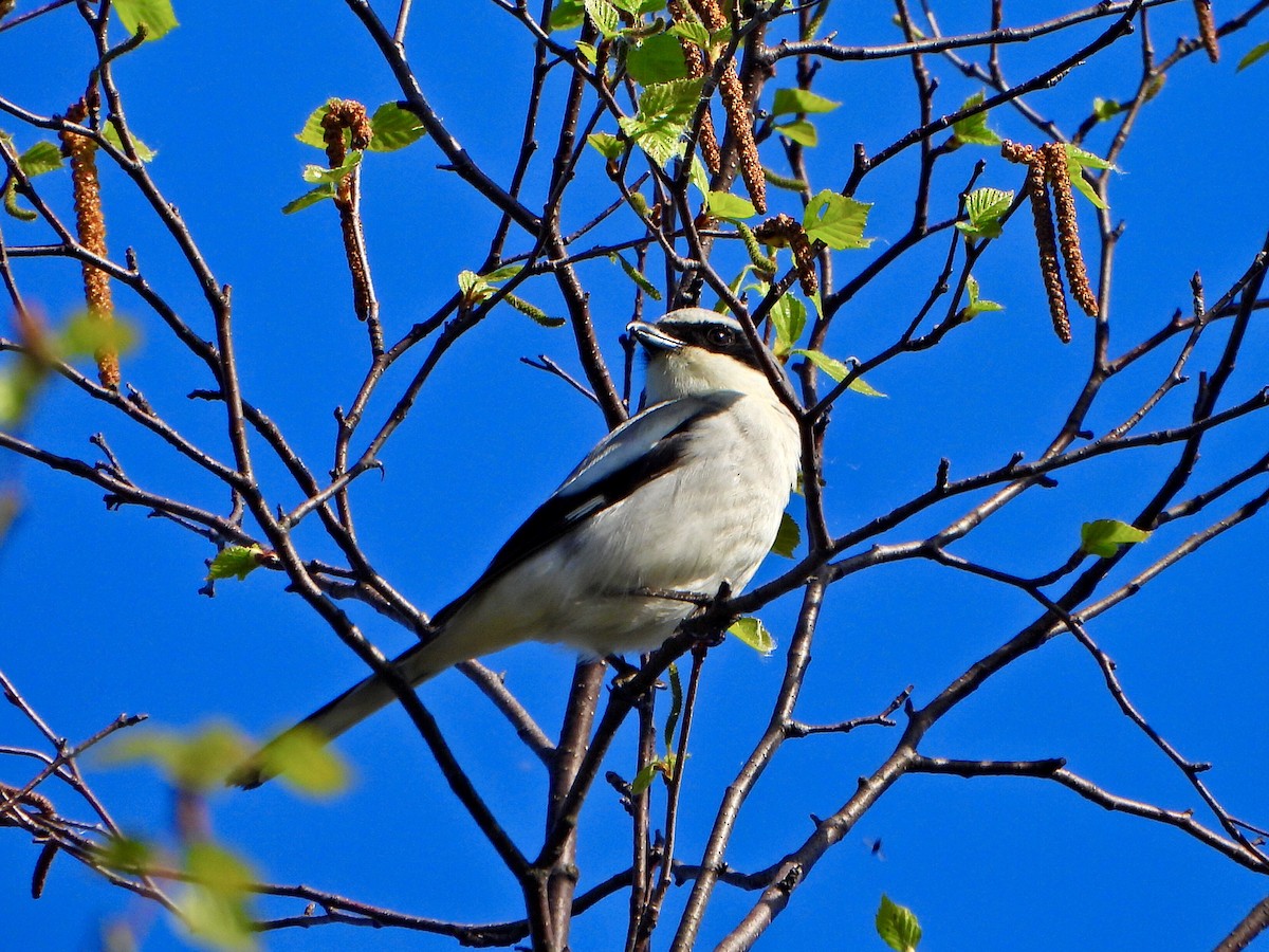 Loggerhead Shrike - Jane Cullen