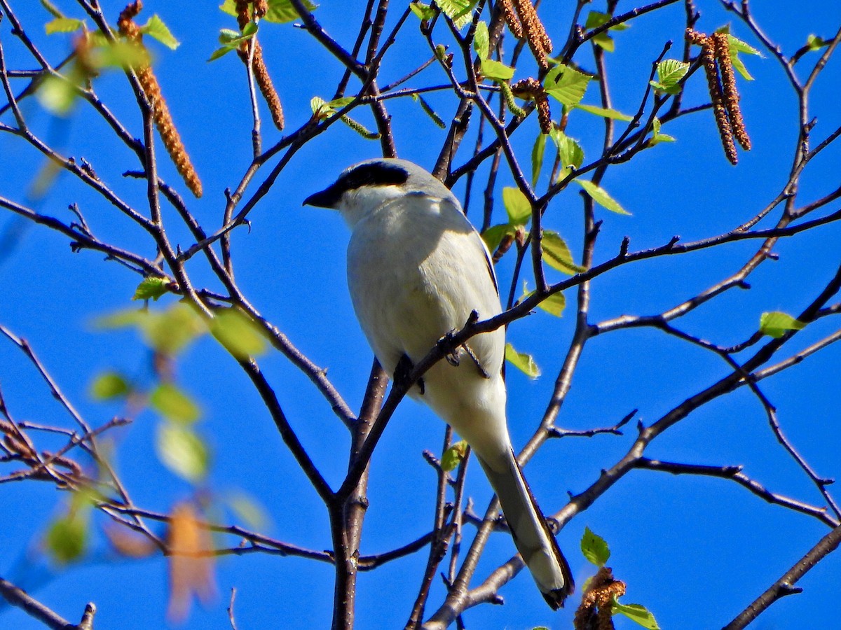 Pie-grièche migratrice - ML619233972