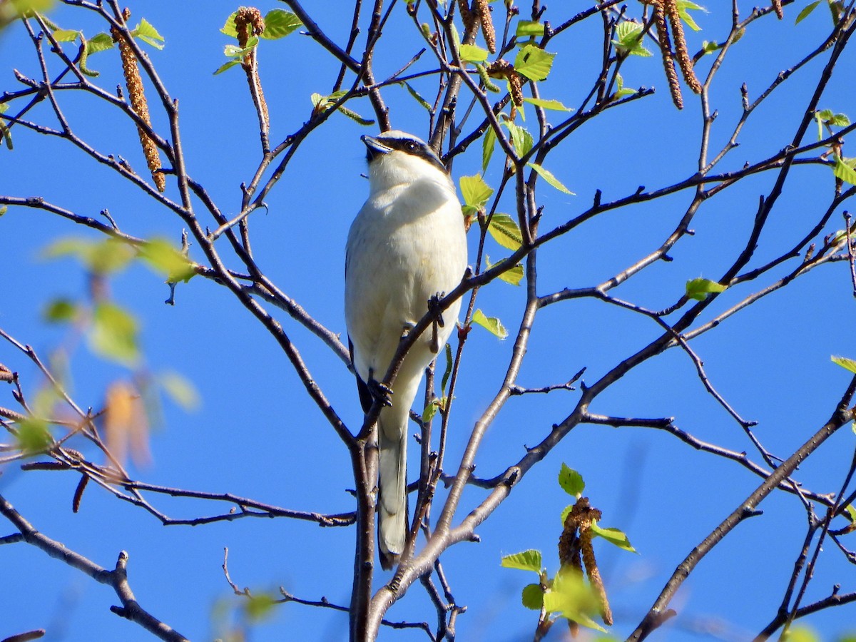 Loggerhead Shrike - Jane Cullen