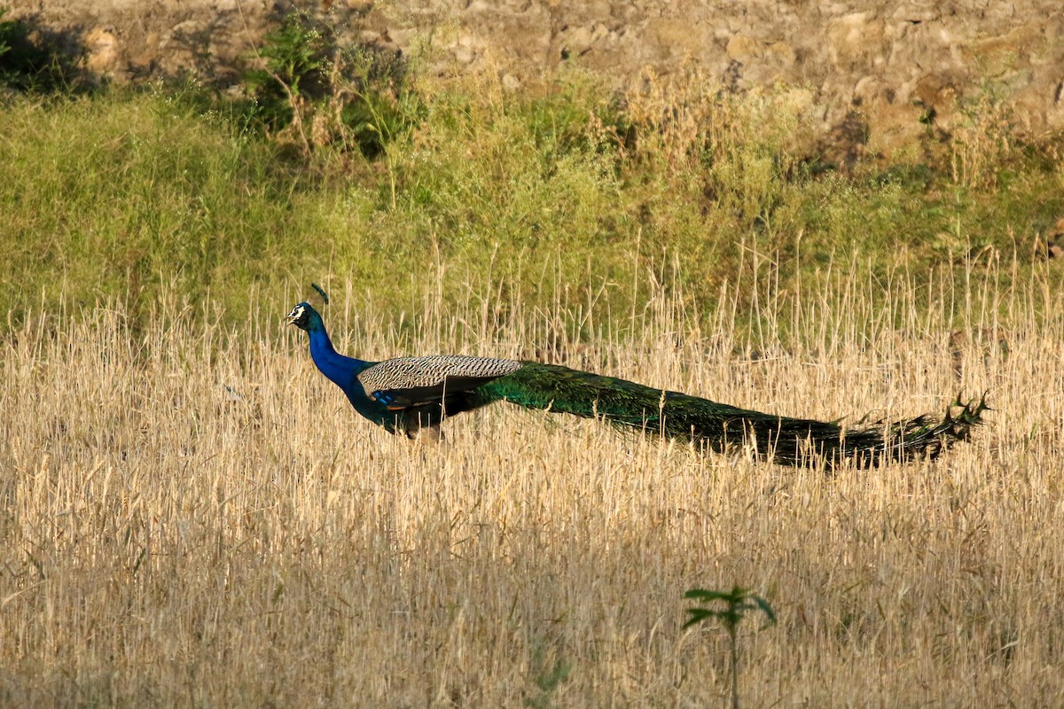 Indian Peafowl - LALIT MOHAN BANSAL