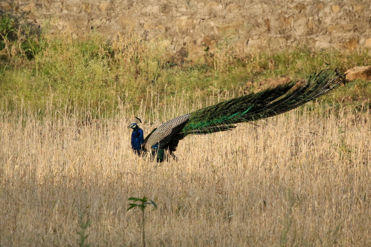 Indian Peafowl - LALIT MOHAN BANSAL