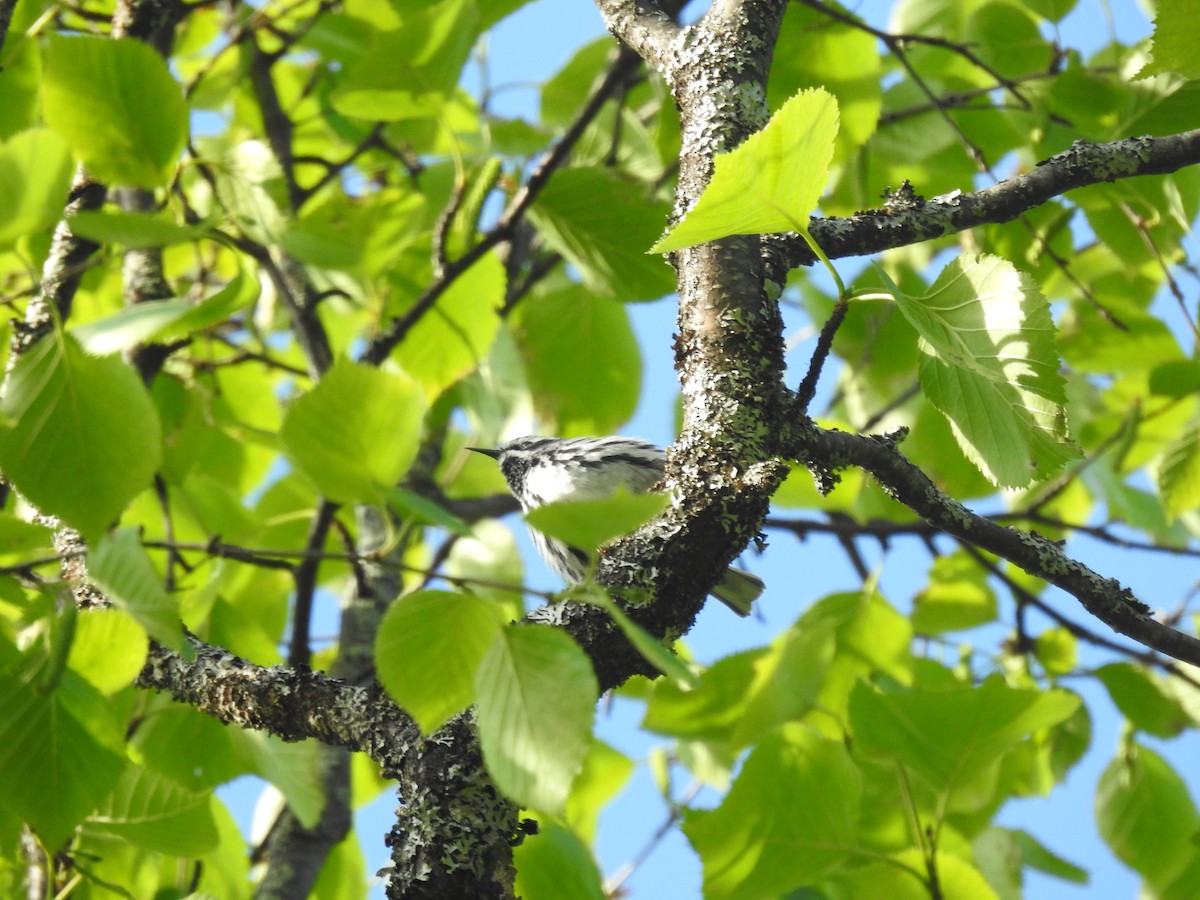Black-and-white Warbler - Sachi Snively