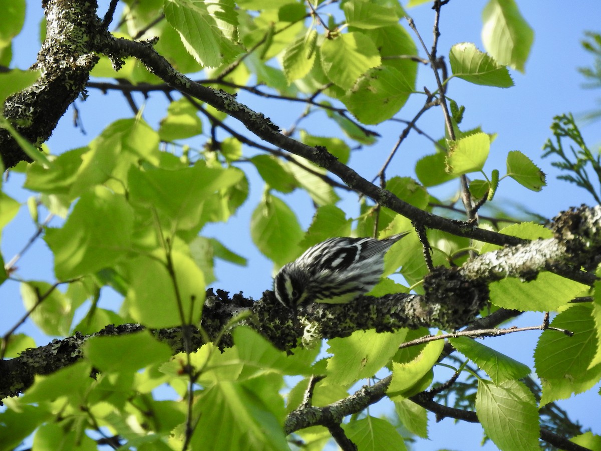 Black-and-white Warbler - Sachi Snively