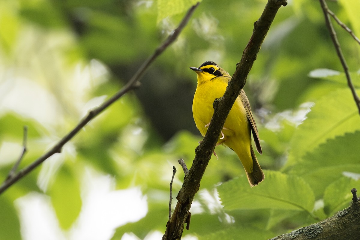 Kentucky Warbler - ML619233984