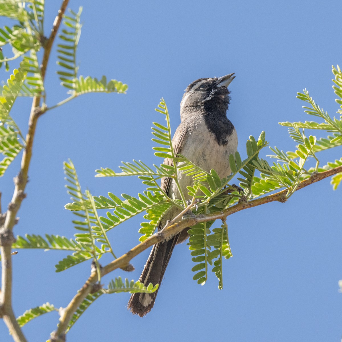 Black-throated Sparrow - KASEY MACSENTI