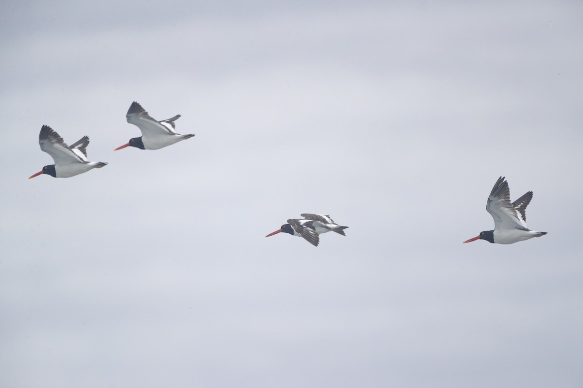 American Oystercatcher - Davey Walters