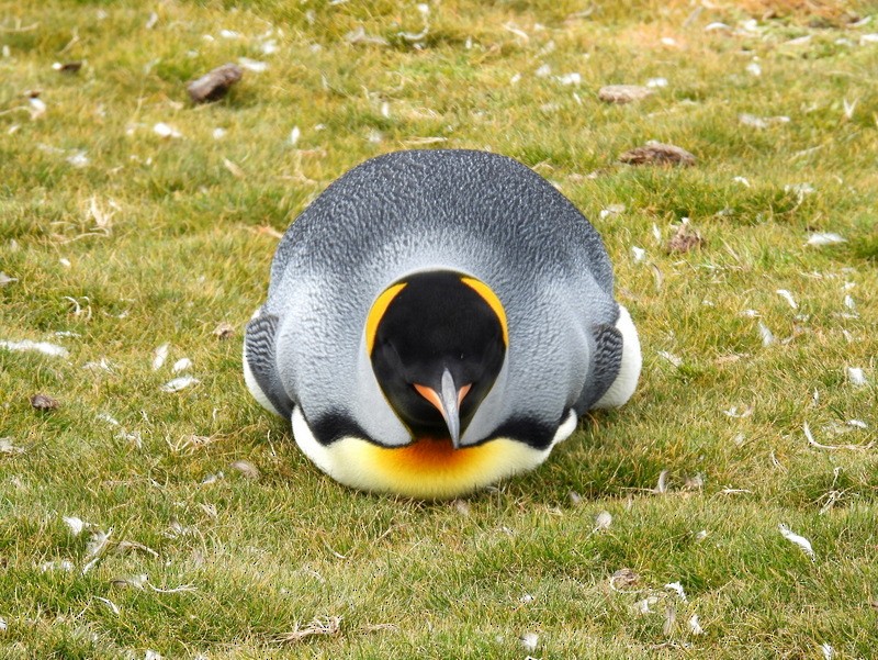 King Penguin - bob butler