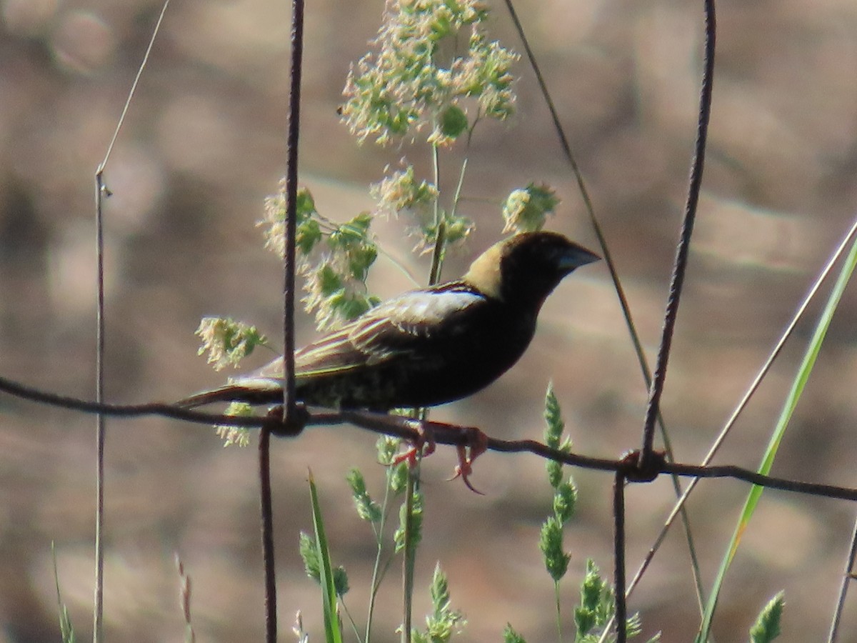 Bobolink - Carl Huffman