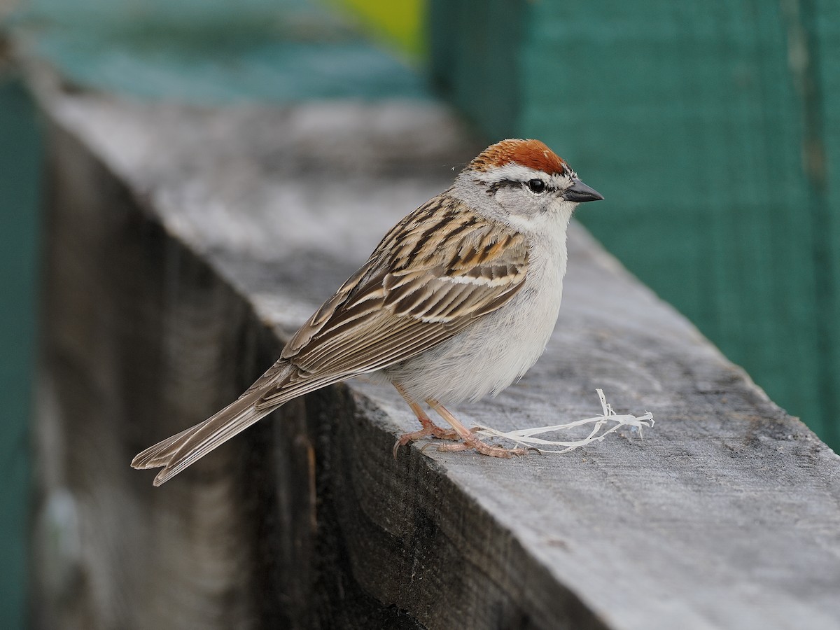 Chipping Sparrow - Denis Allard