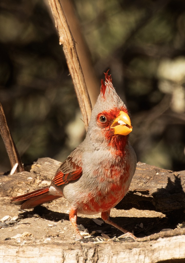 Pyrrhuloxia - manuel grosselet