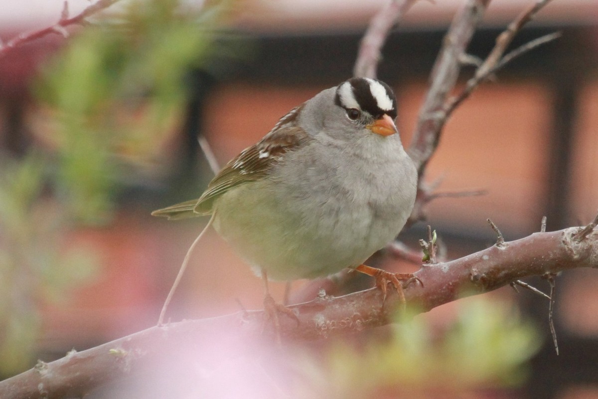 White-crowned Sparrow (Gambel's) - Geoffrey Urwin