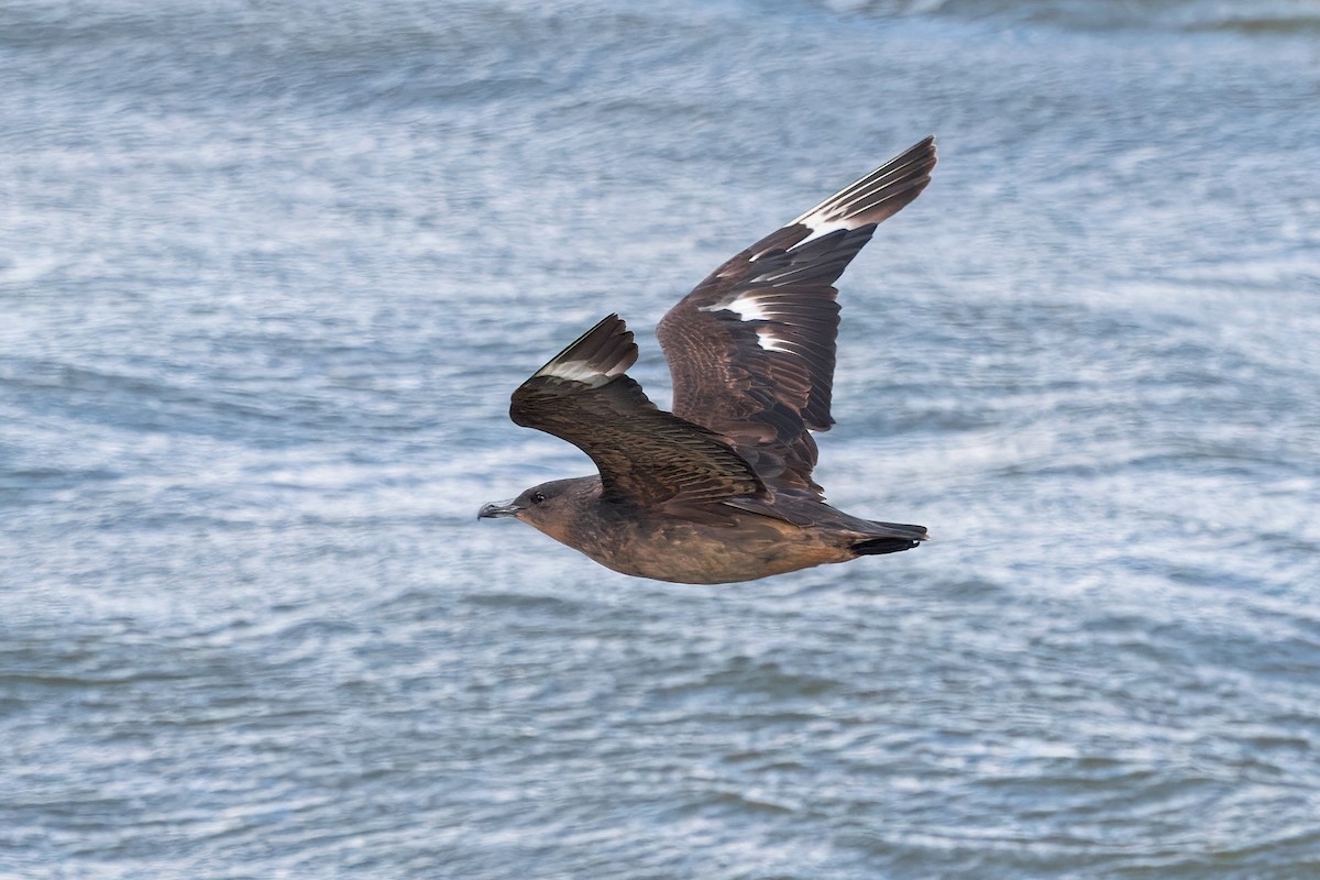 Chilean Skua - ML619234096