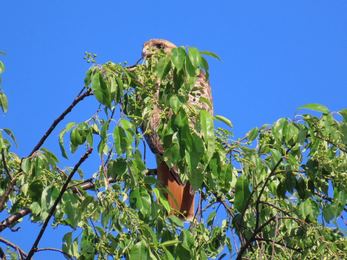 Red-tailed Hawk - Carl Huffman