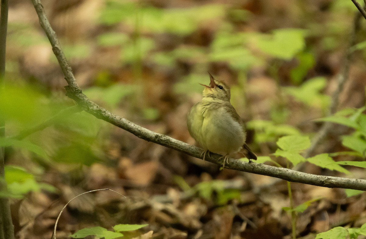 Swainson's Warbler - Keith Leonard