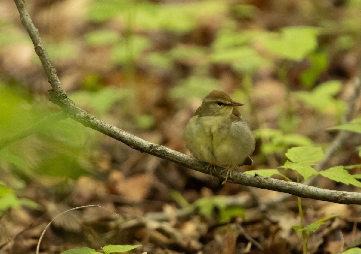 Swainsonwaldsänger - ML619234102