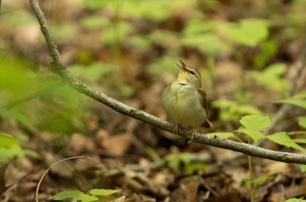 Swainson's Warbler - Keith Leonard