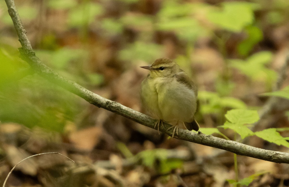 Swainson's Warbler - Keith Leonard