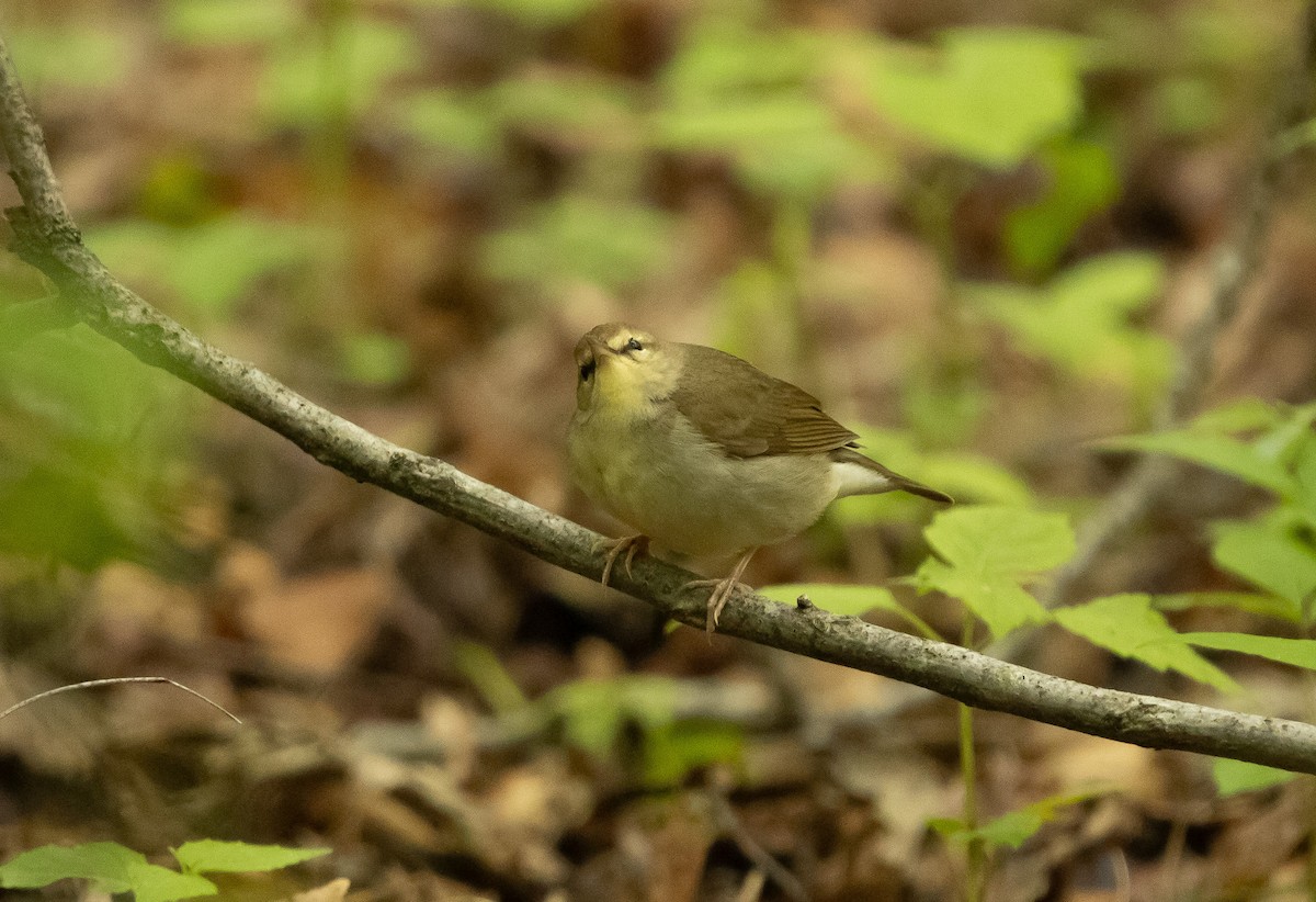 Swainson's Warbler - ML619234105