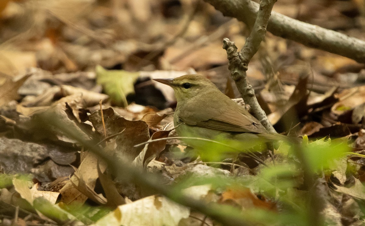 Swainson's Warbler - ML619234106