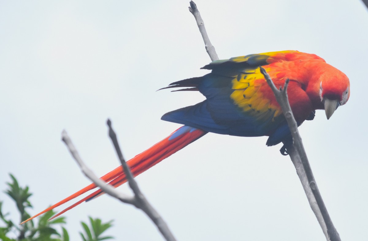 Scarlet Macaw - Rodolfo Dodero