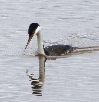 Western Grebe - Marie Cecile Lee